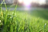 Push Mower Lawn Service