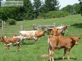 Cattle for Sale