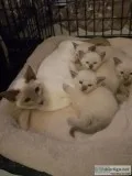 Siamese cats kittens and young adults