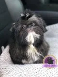 AKC TOP QUALITY SHIH TZU PUPPY
