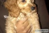 Male Cockapoo ( Read Description )