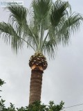 Palm Tree  Trimming. Tree Trimming.  Removals