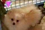 Cdnefier pomeranian puppies