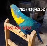 Outstanding Blue and Gold Macaw Parrots Ready Now.