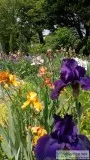 Irises
