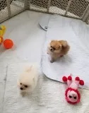 Fnhdfdf pomeranian puppies