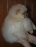 Bvdjfjie pomeranian puppies