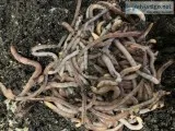 Composting and fishing worms for sale Red wrigglersLouisiana Swa