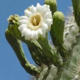 Arizona Art Prints for Sale www.createartsy.com