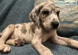 AKC Great Dane Puppies