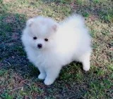 Dnaid sweat pomeranian pupes