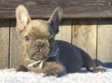 Calm Blue MF French Bulldog Puppies Looking For Caring Homes.