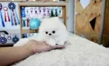 Bnjrkidf pomeranian puppies