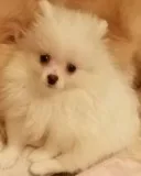 Mnxaijdd pomeranian puppies