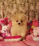 Utrsifjride pomeranian puppies