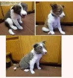 Bordercollies