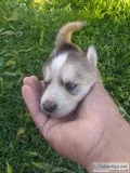 husky puppies born on 02242019