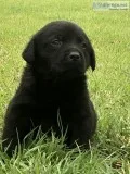 Black Akc male puppy