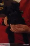 1 year old yorkie poo