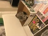 Free Grey Kitten to loving home