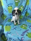 Male Toy Poodle Puppy