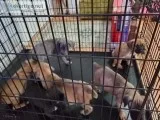 Cane Corso Puppies