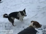 Australian Shepard mix looking for a forever home