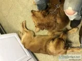 AKC Golden Retrievers