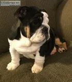 English Bulldogs