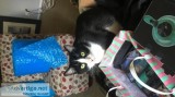 Free Tuxedo cat