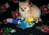 Lovely Boys Girls Pomeranian Puppies