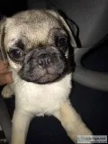 Pug Puppy