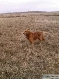 Golden retriever puppys
