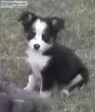 ADORABLE TOY AUSSIE