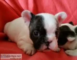 French Bulldog Puppies