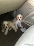 Cava-Poo And Shih-Poo pups