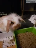 Indoor raised rabbits