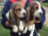 Basset Hound Puppies