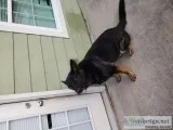 Male German Shepherd