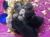 French Bulldogs AKC