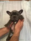 French bulldog pups Rare Blue colors