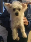 Morkie Pup   maltese yorkie