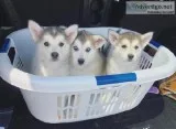 Malamutehusky puppies