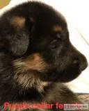 AKC German  Shepherd puppies