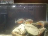 Piranha Red Bellied