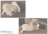 Toy Poodle Puppies