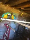 Blue And Gold Macaw Baby Hand Reared