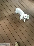 Poodle Ice White