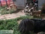 St. Bernard Puppies