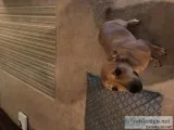 Lab Terrier